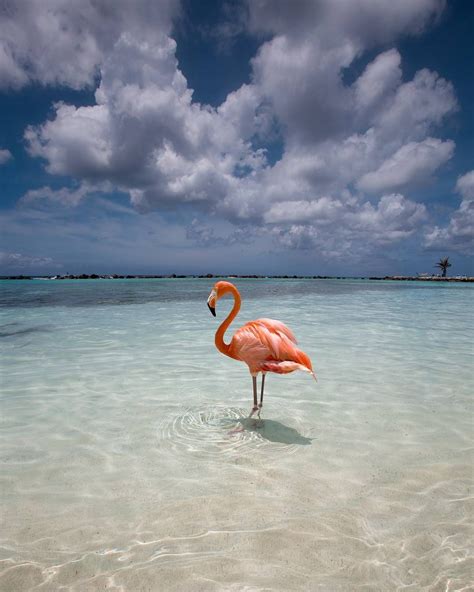 Flamingo Beach Aruba Photography By Argen Elezi Argenel