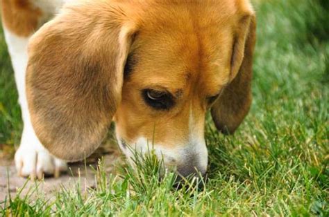 Beagle Dog Sniffing Grass Blank Template Imgflip