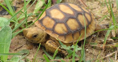 Gopher Tortoises Are Still Protected In South Carolina