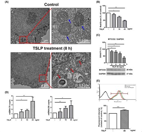 TSLP Altered Mitochondrial Integrity And Induced Mitophagy In THP 1