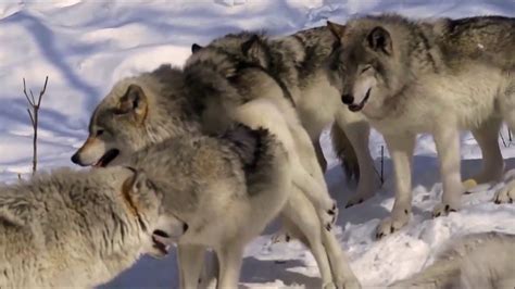 Mating Wolf El Apareamiento De Dos Lobos Youtube