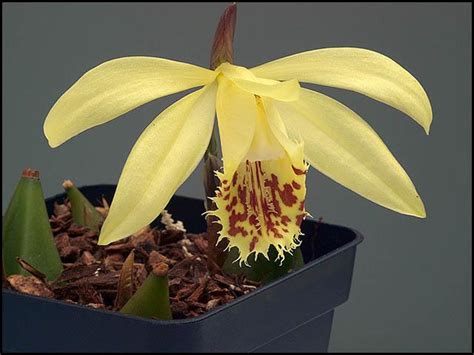 Albiflora that is found in china. Pleione Hybrids Gallery (A to E) - The Pleione Website