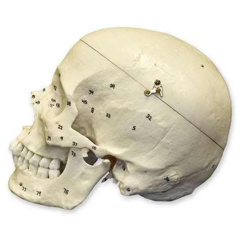 Replica Human Skull With Calvarium Cut And Numbered European Male For