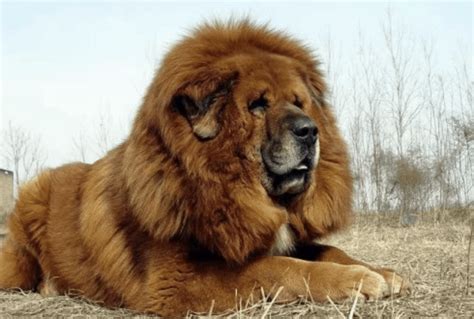 Do Tibetan Mastiffs Have Lions Blood