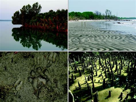 The Sundarbans And Bengal Delta The Worlds Largest Tidal Mangrove And