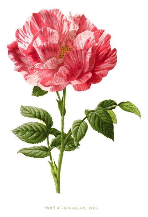 All vintage rose clip art are png format and transparent background. York & Lancaster Rose Illustration | Old Design Shop Blog