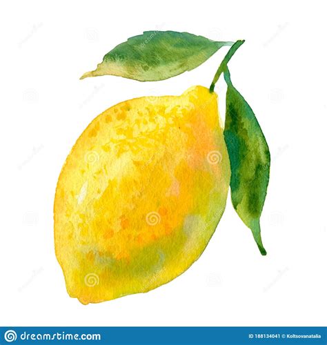 Watercolour Vector Lemon Illustration Hand Drawn Sweet Pear Bright