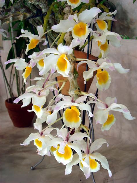 Hoa Phong Lan Vi T Vietnam Orchids Dendrobium Pendulum Ho Ng Th O