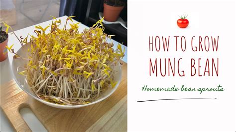Fast And Easy Grow Mung Bean Sprout At Home Inspired By Maangchi ️🍅🍅