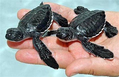 Baby Sea Turtles The Journey Of A Lifetime Baby Animal Zoo