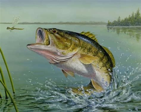 Largemouth Bass NEW Paint By Numbers PBN Canvas