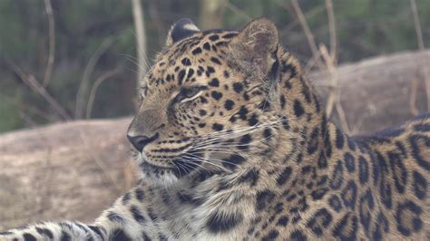 A 1 Minute Visit With An Amur Leopard At The S I Zoo 4k Youtube