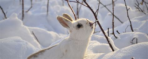 Download 2560x1024 Wallpaper Cute White Bunny Snow Winter Animal 4k