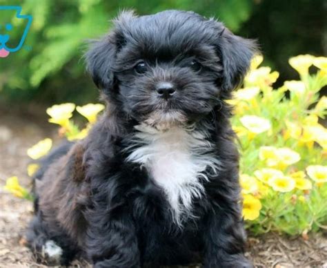 There are 1313 teddy bear puppy for sale on etsy, and they cost $19.11 on average. Shichon (Teddy Bear) Puppies For Sale | Puppy Adoption ...