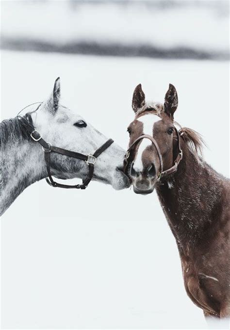 Horse Kiss Image 1831039 By Mariad On