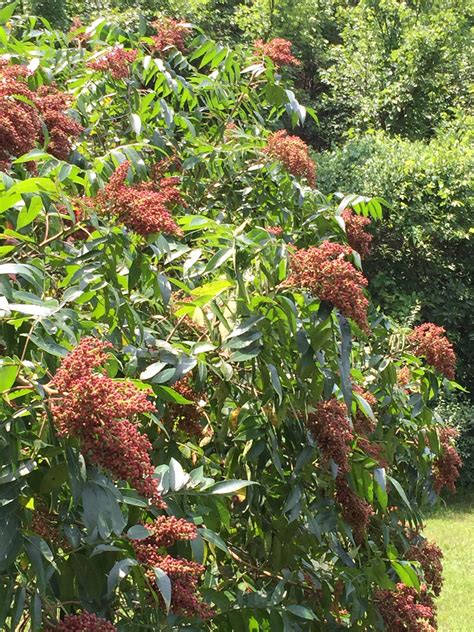 Winged Sumac Tree Scnativeplants Native Plants Sumac Tree Plants