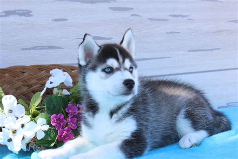 Search through thousands of dogs for sale and puppies for sale adverts near me in the usa and europe at animalssale.com. Juno - a female Siberian Husky puppy for sale in Indiana ...