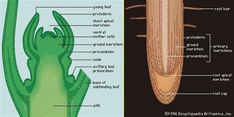 Apical Meristem Plant Anatomy