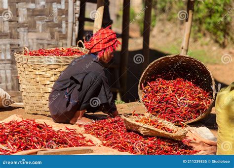 Woman Is Sorting Chili Peppers Editorial Image Image Of Squat Chili