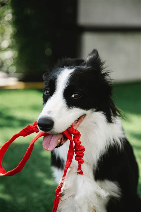 Understanding Canine Communication Recognizing Dog Body Language