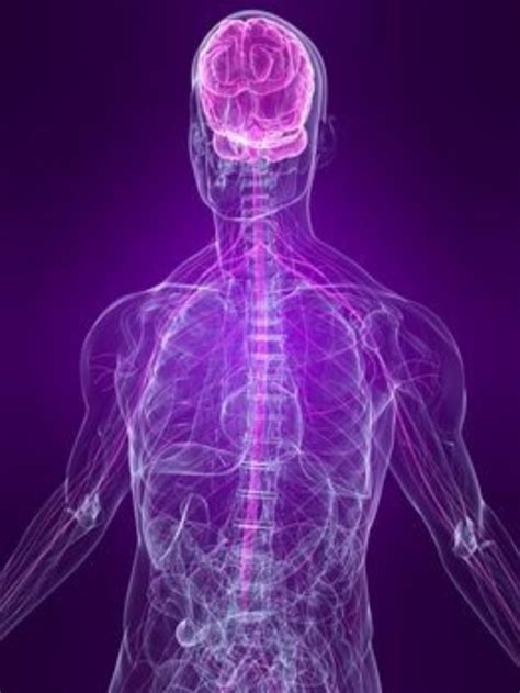 The central nervous system (cns) and the peripheral nervous system (pns). Chill 101 - How To Activate The Parasympathetic Nervous System