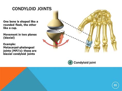 Synovial Plane Joint Examples Plane Mania