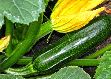 What to plant after zucchini. SITKAVORES: ZUCCHINI