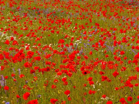 Maybe you would like to learn more about one of these? Immagini Belle : natura, prateria, fiore, petalo ...