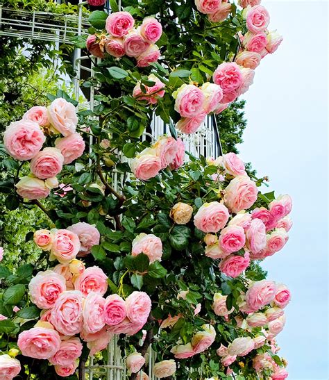 Kletterrose Eden Rose 1a Qualität Kaufen Baldur Garten