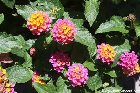 When planting perennial vines, be patient: Lantana - hearty flowering plants that bloom all summer ...