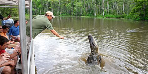 How To See Alligators On A Louisiana Swamp Tour