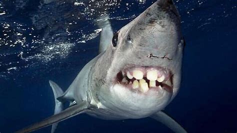 Sharks With Human Teeth Is The Funniest Thing Youll See Today