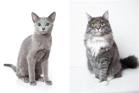 Russian Blue Maine Coon Mix Info Pictures Facts Faqs And More