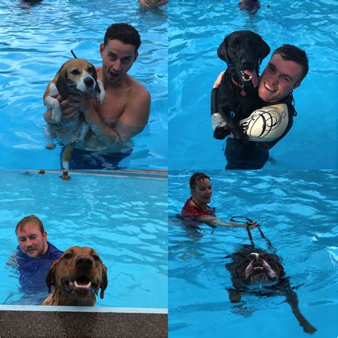Can Dogs Swim In Swimming Pools