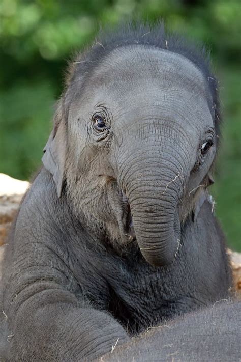 2142 Baby Elephant Playing Stock Photos Free And Royalty Free Stock