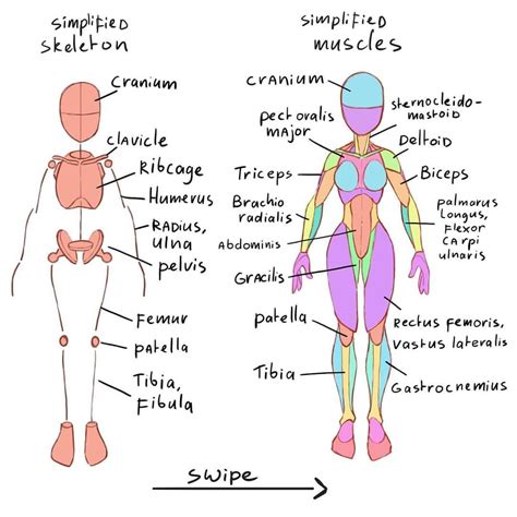 Working On Tge Anatomy Book Someone Asked To Add The Muscles Names