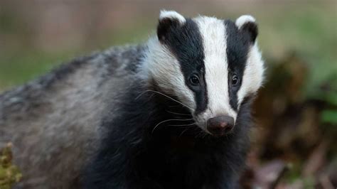 Qanda Its National Badger Day With Eddie Palmer Chair Of Scottish