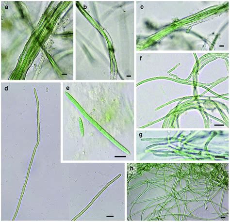 Microphotographs Of Bundle Forming Filamentous Cyanobacteria A C M