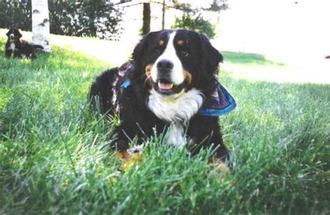 Longlease Bernese Mountain Dogs And Losing Your Dog To Canine Cancer