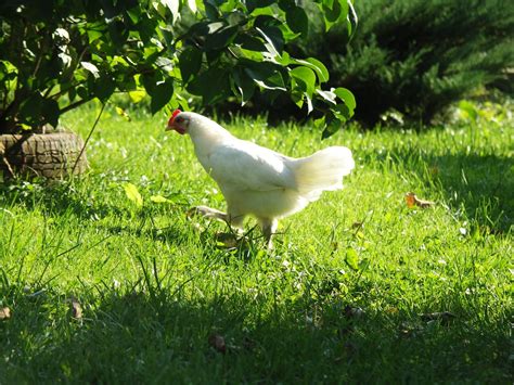 White Chicken Free Photo Download Freeimages