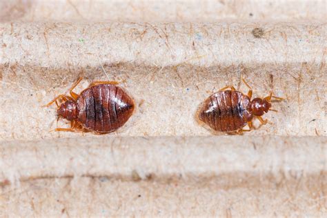 Healthguidetips Bed Bug Bites Symptoms And Treatment Options