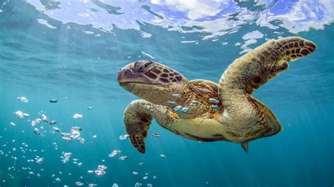 Microsoft celebrates World Oceans Day with a new premium 4K wallpaper ...