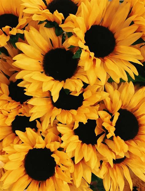Yellow Aesthetic Sunflowers Wallpapers Top Free Yellow Aesthetic