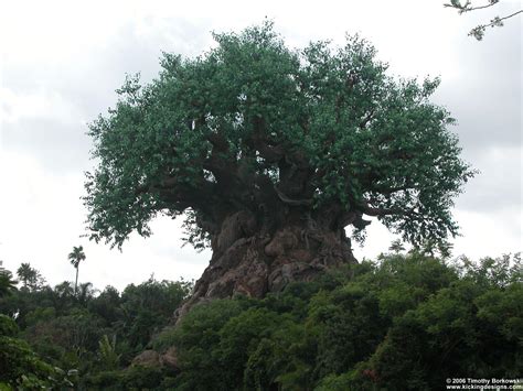 Animal Kingdom Wallpapers Wallpaper Cave