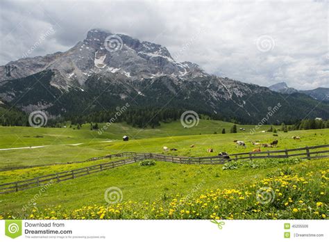 Meadow With Cows Surrounded By Wooden Fence In The Mountains Stock