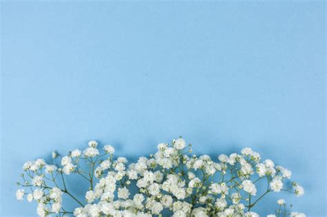 This beautiful digital photography background allows you to create a new image in minutes. Free Photo | Beautiful white baby's breath flowers ...