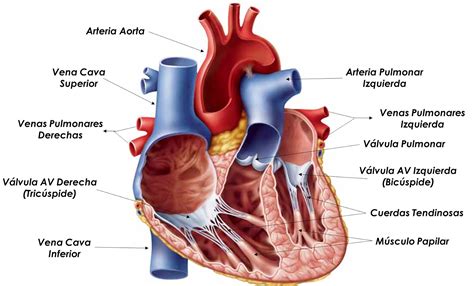 Doctorcito El CorazÓn Válvulas Y Circulacion