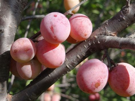 But then the buds started to fall in great numbers, with what appeared to be a very small, immature cherry in them. Plum Wild, Good and Ready! - NEBRASKAland Magazine