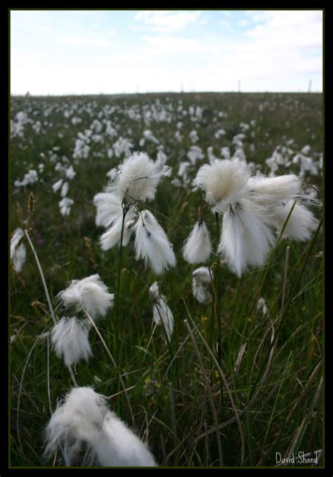 Common Cottongrass Eriophorum Angustifolium Common Cotton Flickr