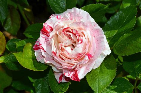 Galeria Zdjęć Róże W Ogrodzie Odmiany I Uprawa Najpiękniejsze
